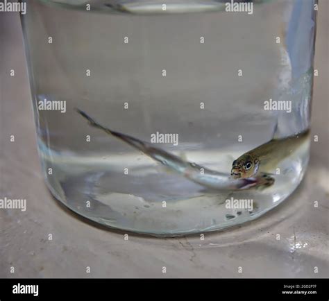 The endangered Delta smelt Stock Photo - Alamy