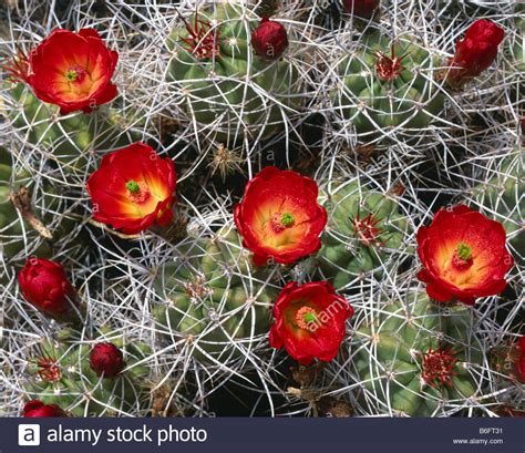 Mojave desert flowers hi-res stock photography and images - Alamy