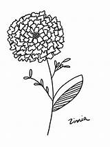 Zinnia Flower Coloring Page  Etsy sketch template
