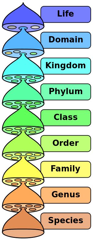 Animal Classification Chart Kingdom Phylum Class Order Family Genus Species