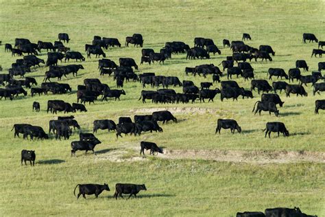 Black angus cattle herd, outside Badlands National Park; South Dakota, United States of America ...