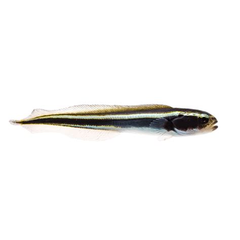 Engineer Goby Small - Marine Fish for Reef Aquariums