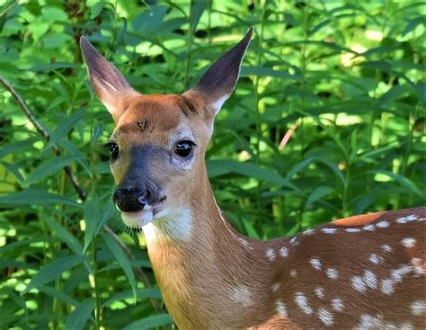 Baby fawn Photograph by Jo-Ann Matthews | Fine Art America