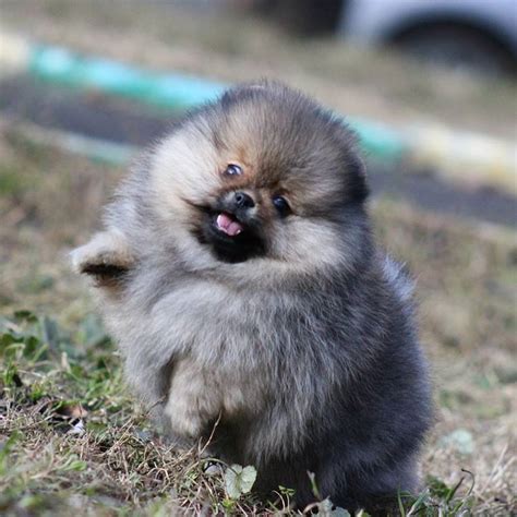 Sable Pomeranian Colors - Ciara Dogs