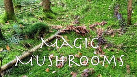 Magic Mushrooms trip visuals in the forest - YouTube