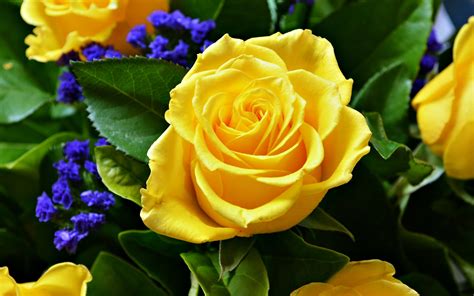 rose, Flower, Love, Life, Yellow Wallpapers HD / Desktop and Mobile ...