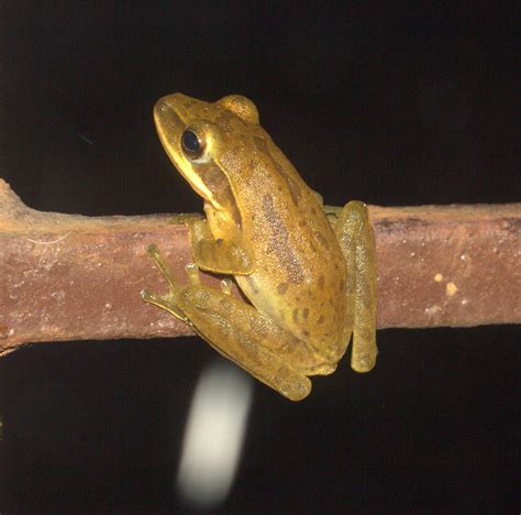 ecosystem/fauna /Indian Tree Frog(Polypedates maculatus) | Flickr