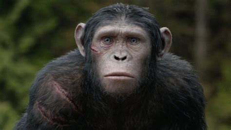 Guide to the apes of 'Dawn of the Planet of the Apes'