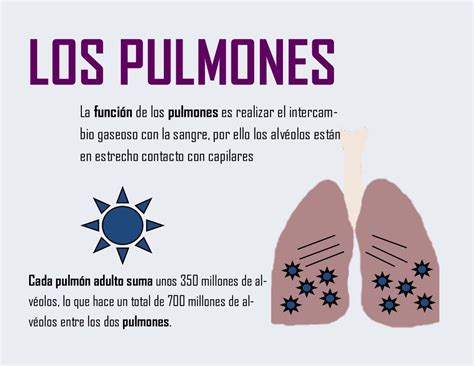 Pin de Nicolas Cubides en Pulmones | Funcion de los pulmones, Pulmones ...