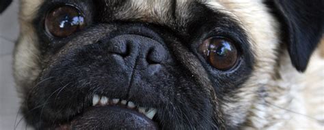 Simple Steps To Care For And Brush Your Pug's Teeth | Kooky Pugs