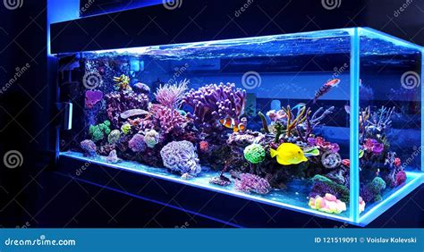 Most Beautiful Fish Aquarium