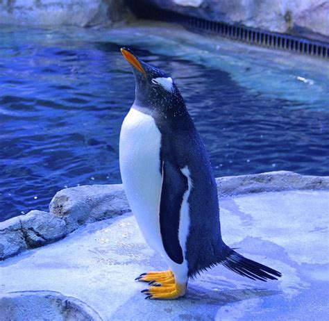 The Detroit Zoo’s new Penguinarium—one of the world’s foremost Penguin ...