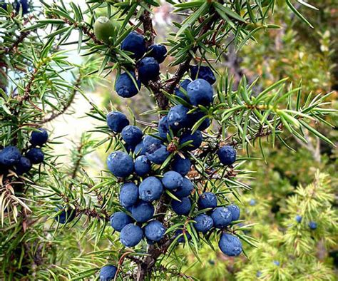 Juniperus communis - EUFORGEN European forest genetic resources programme