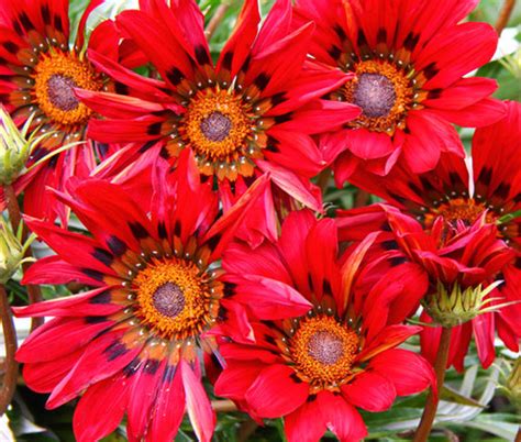 Gazania Red Shades Gazania Rigens Seeds