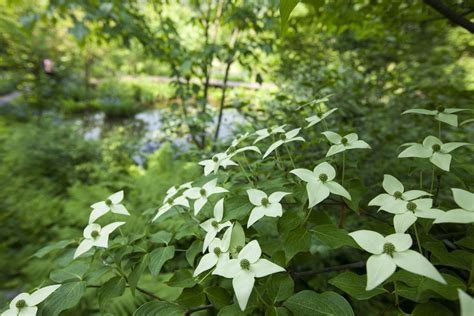 Flowering Dogwood Tree Facts