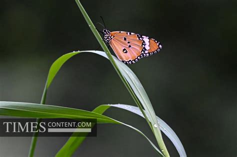 Yamuna Biodiversity Park Feature Photo Yamuna Biodivers...