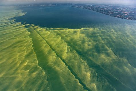 Freshwater – Harmful Algal Blooms