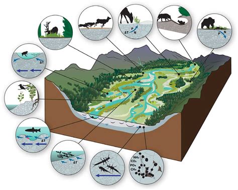 The Anatomy of a River: A Labeled Diagram Revealing Its Secrets