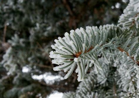 Rime on Trees | Mists, Tree, Droplets