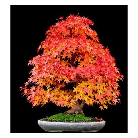 Sugar Maple Bonsai Seeds