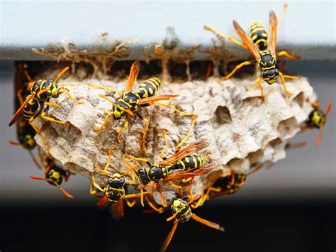 Eighty-five new types of wasp among more than 351 species identified in ...