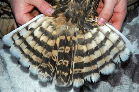 Nature By Tom: 2009-2010 Short Eared Owl & Raptor NYSDEC study blog