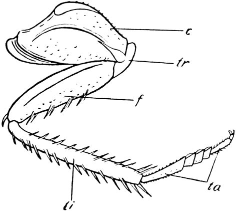 Cockroach Leg | ClipArt ETC