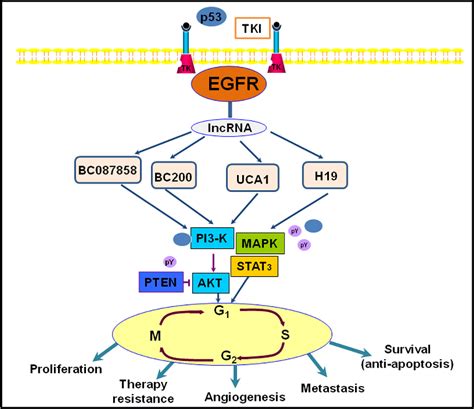 Figure 4 from Epidermal growth factor receptor (EGFR): A rising star in the era of precision ...