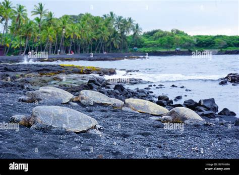 Punalu´u Black sand beach, turtles on the beach, Hawaii, The Big Island Stock Photo - Alamy