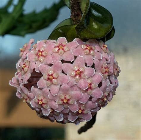 16 Succulents With Pink Flowers [With Pictures!] - Grow Your Yard