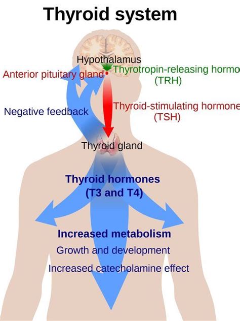 Top 25+ best Thyroid Nodule Symptoms ideas on Pinterest | What does thyroid do, Thyroid nodules ...