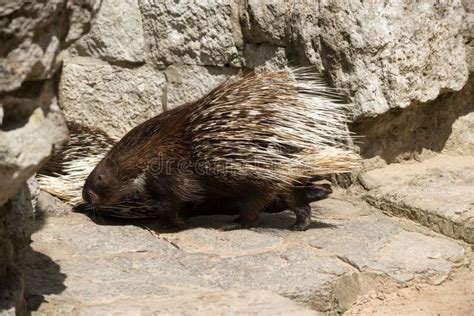 Old World Porcupines Stock Image - Image: 26349541