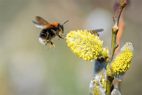 Bumblebees among the trees - Bumblebee Conservation Trust