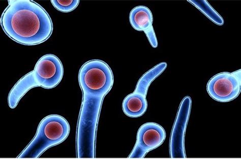 Clostridium Tetani - CODEINEP