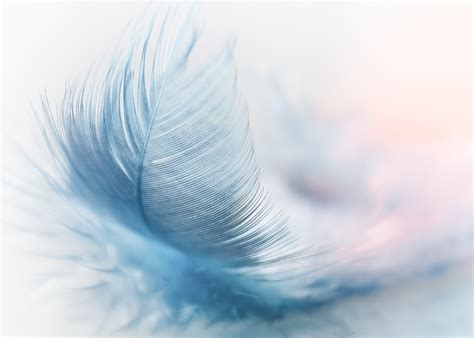 Feather Ease Slightly - Free photo on Pixabay