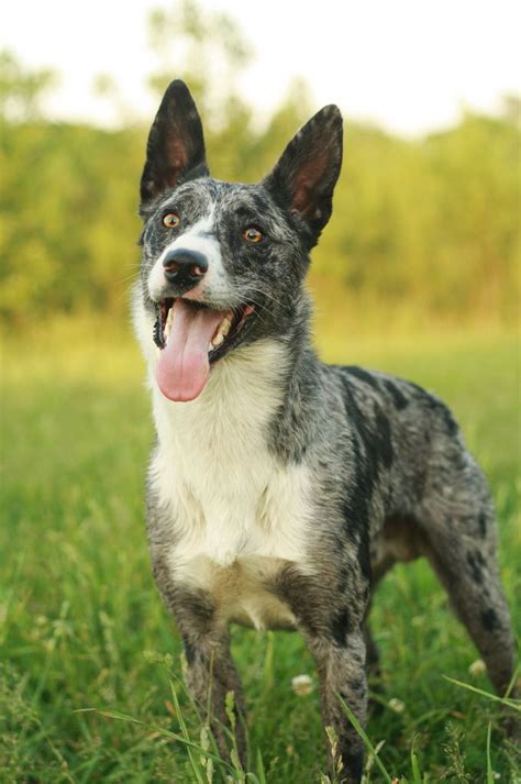 Australian koolie dog photo | Koolie Cattle Dogs | Koolie dog, Dog ...