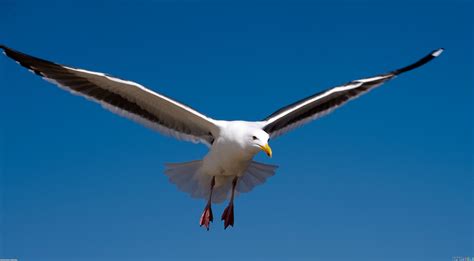 Free photo: Seagull Flying - Animal, Nature, Travel - Free Download - Jooinn