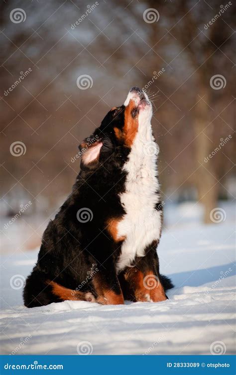 Funny Large Dog Howling and Barking Stock Image - Image of howl, berner: 28333089