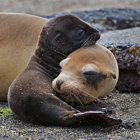 Galapagos Sea Lion Mother and Pup | Sean Crane Photography