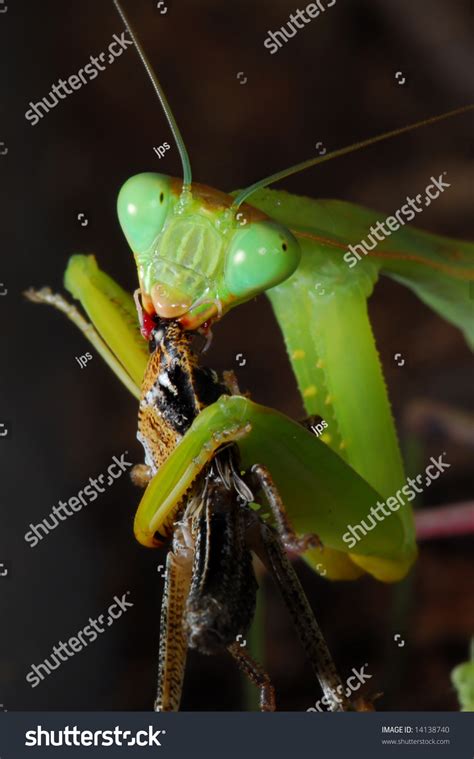 Praying Mantis Eating Its Prey, Macro Stock Photo 14138740 : Shutterstock