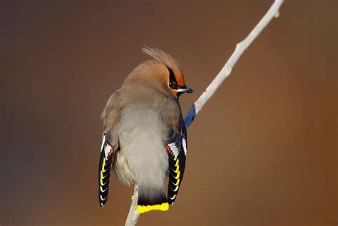 Bohemian Waxwing | Audubon Field Guide