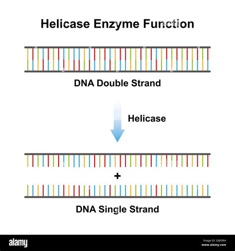 Enzyme mechanism graphic Cut Out Stock Images & Pictures - Alamy