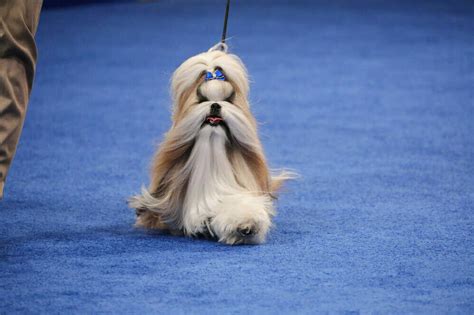 The 2023 National Dog Show winner is Stache the Sealyham terrier : NPR