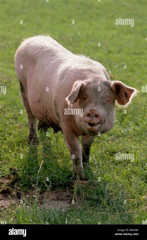 Sus scrofa domesticus hi-res stock photography and images - Alamy