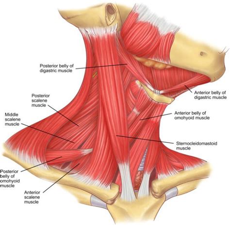 Neck Muscle Diagram Labeled Identify The Muscles That Are Labeled In ...