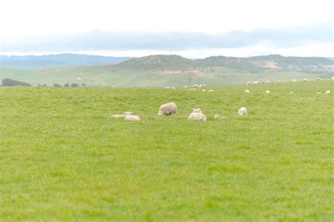 Sheep Farm in Australia Oct 2017 Stock Image - Image of natural ...