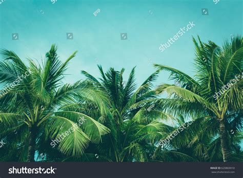 Coconut Palm Trees Beautiful Tropical Background Stock Photo (Edit Now) 620869010