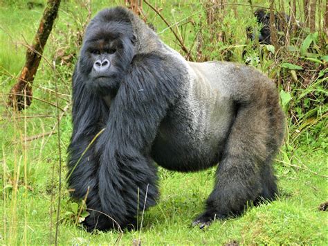 Celebrating the life of silverback gorilla Mafunzo - Dian Fossey ...