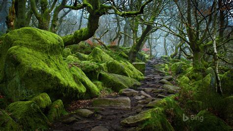 England Forest path in Padley Gorge in Derbyshire-2017 Bing Desktop Wallpaper Preview ...