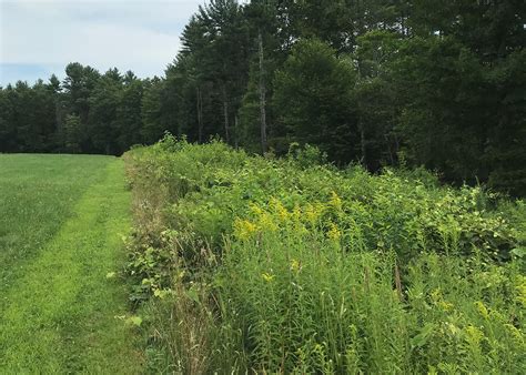 New Report: How Dicamba Herbicides are Harming Cultivated and Wild Landscapes | Xerces Society